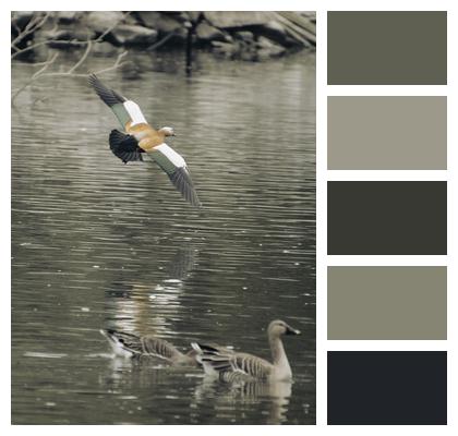 Mallard Ducks Lake Waterfowls Image